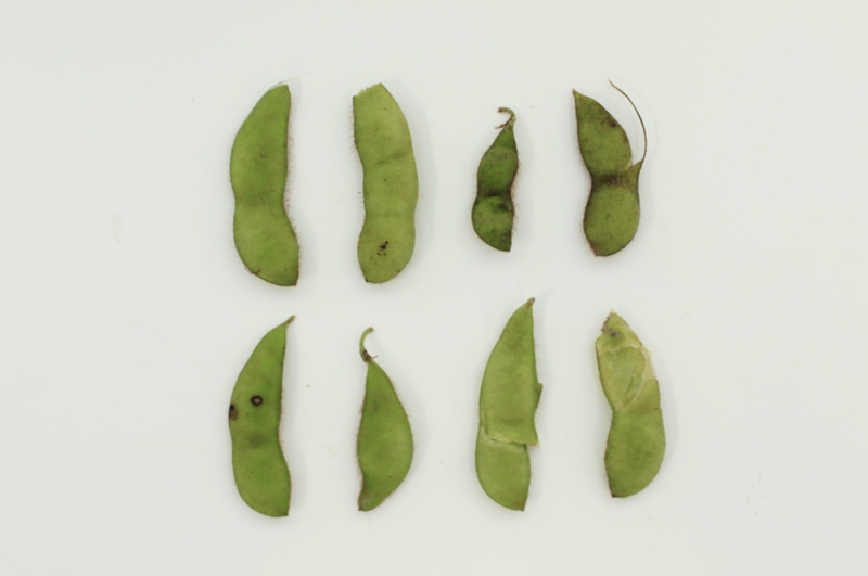 無選別だだちゃ豆-無選別の豆の例