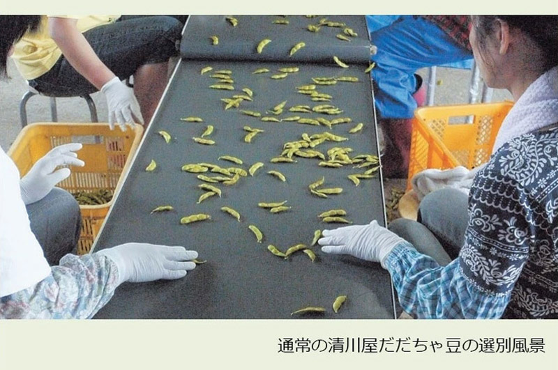 無選別だだちゃ豆-通常の選別風景