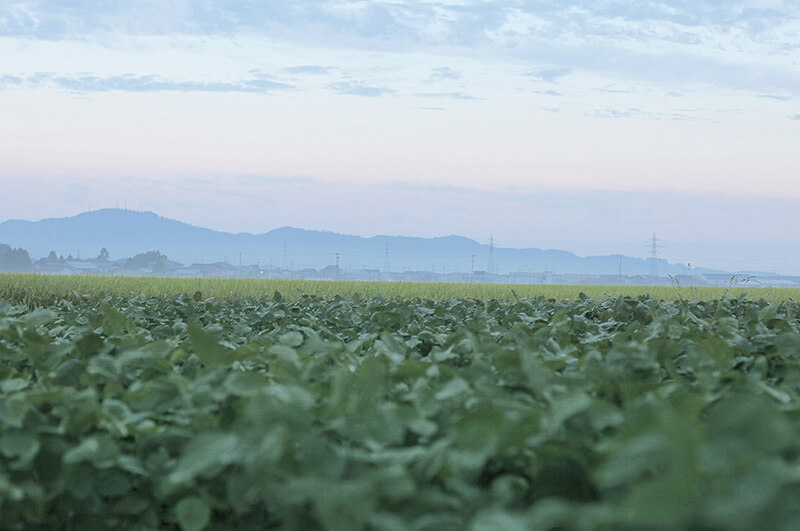 白山村産だだちゃ豆イメージ_湯尻川の朝もや
