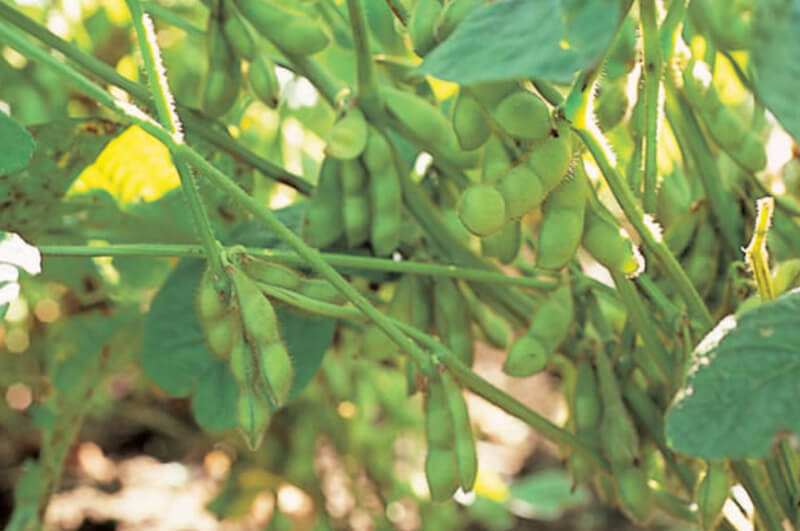 白山村産だだちゃ豆_イメージ