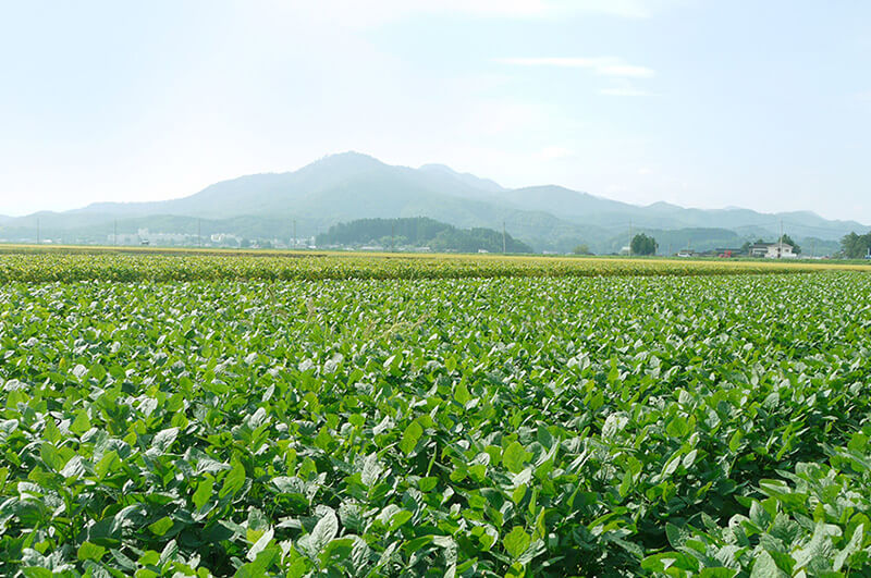鶴岡だだちゃ豆_イメージ