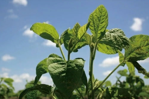 だだちゃ豆の苗