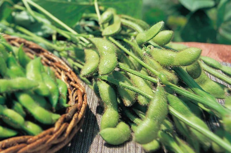 白山村産だだちゃ豆_イメージ