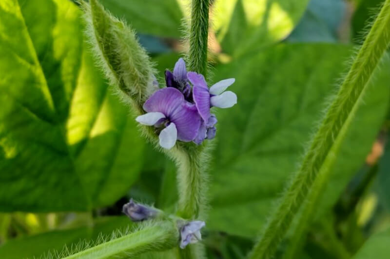 尾浦だだちゃ豆_紫色の花をつけます