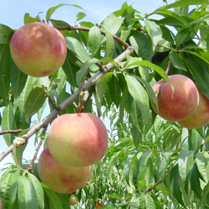 川中島白桃イメージ2