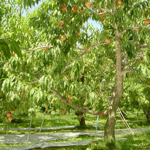 川中島白桃イメージ3