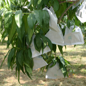 黄金桃イメージ3