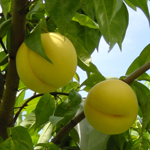 黄金桃イメージ2