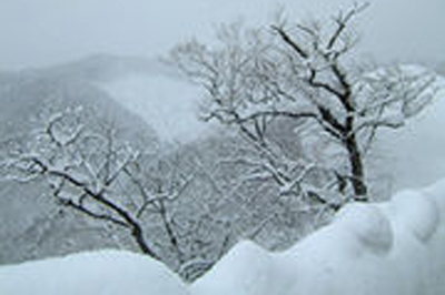 雪待ち完熟ふじりんごイメージ3