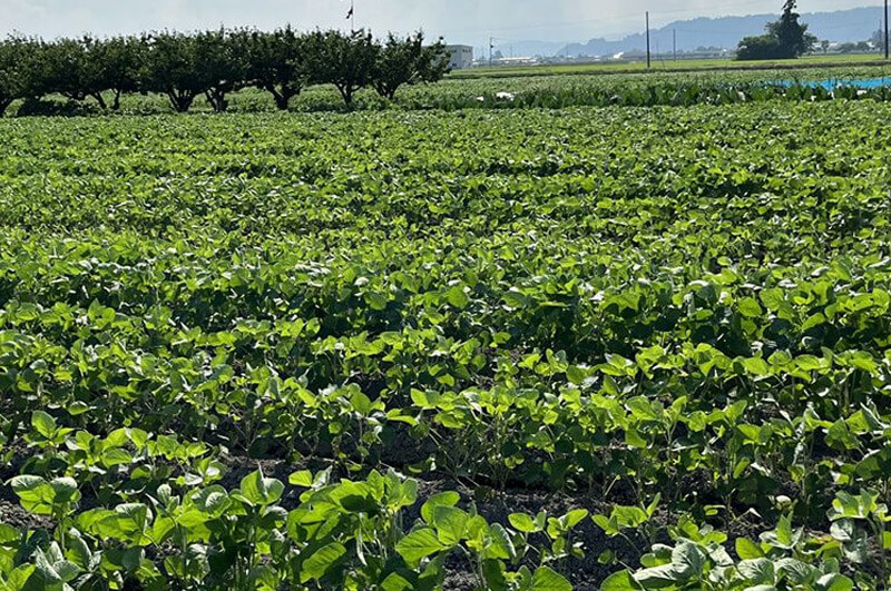 尾浦だだちゃ豆_イメージ