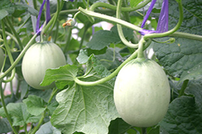 アールスメロン イメージ画像4