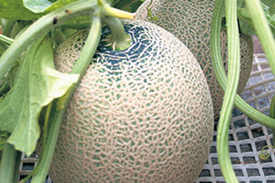 清川屋のアンデスメロン_収穫直前のメロン