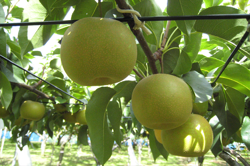 刈屋梨-樹に生る刈屋梨