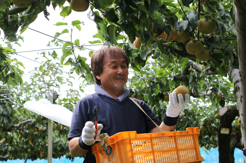 刈屋梨-農家の土井さん
