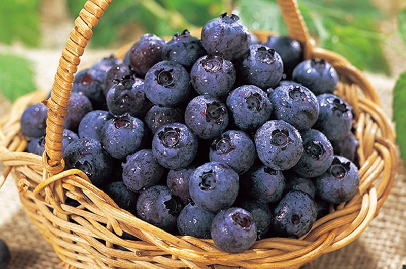月山高原ブルーベリー(冷凍)イメージ画像1