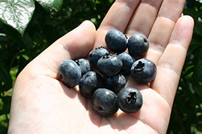月山高原ブルーベリー(冷凍)イメージ画像2