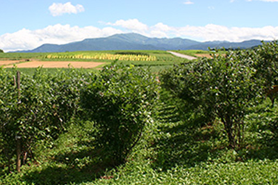 月山高原ブルーベリー(冷凍)イメージ画像3