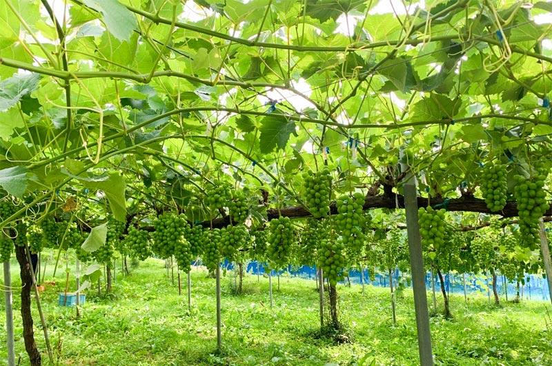 シャインマスカットイメージ画像4