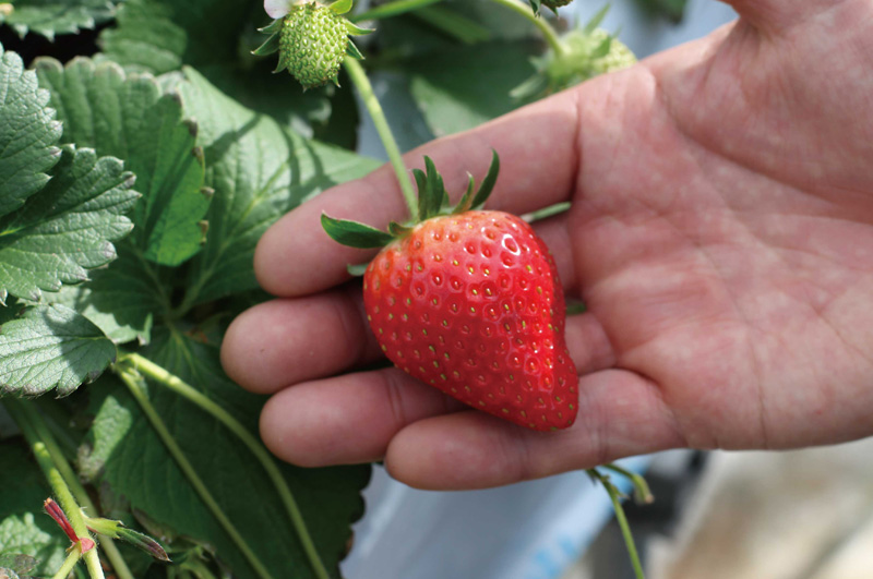 清川屋の春いちご_IMAGE