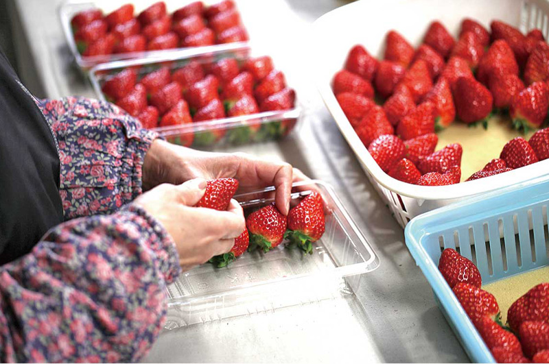 清川屋の春いちご_選別風景