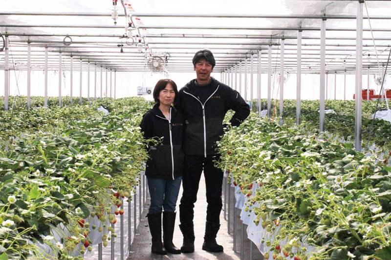清川屋の春いちご_生産者の鈴木さんご夫妻