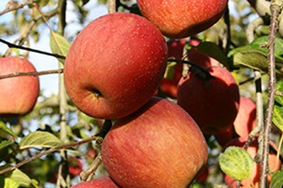 やまがたスイートイメージ3