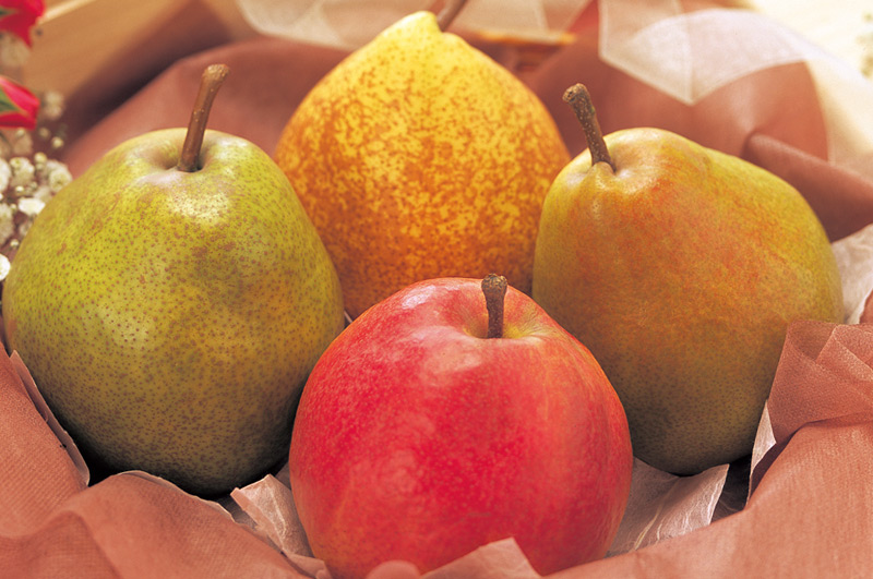 洋梨いろいろ_イメージ