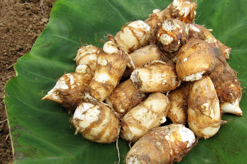 幻のあくと芋イメージ2