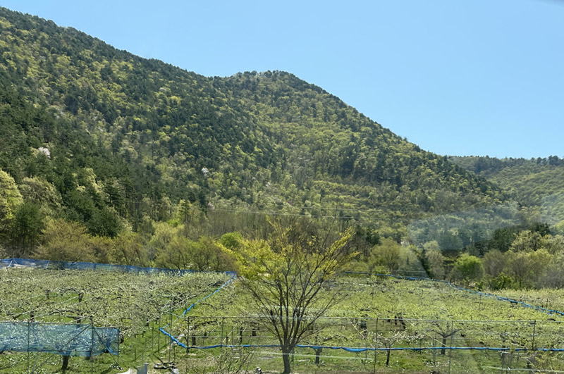 髙橋さんの完熟デラウェア-イメージ