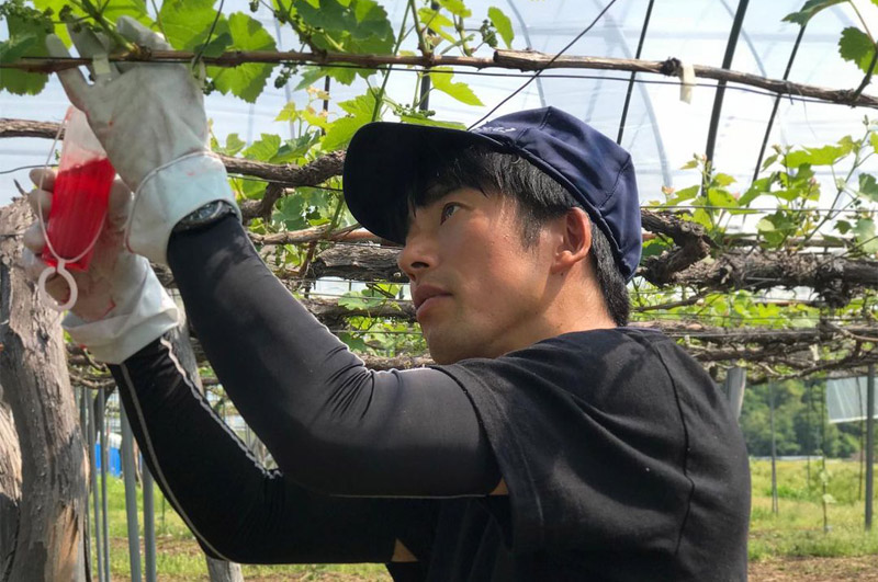 髙橋さんの完熟デラウェア-イメージ