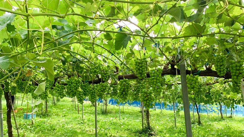 シャインマスカットイメージ画像4