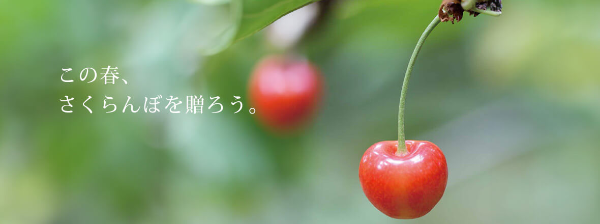 温室そだちさくらんぼPC用横長画像1180x400