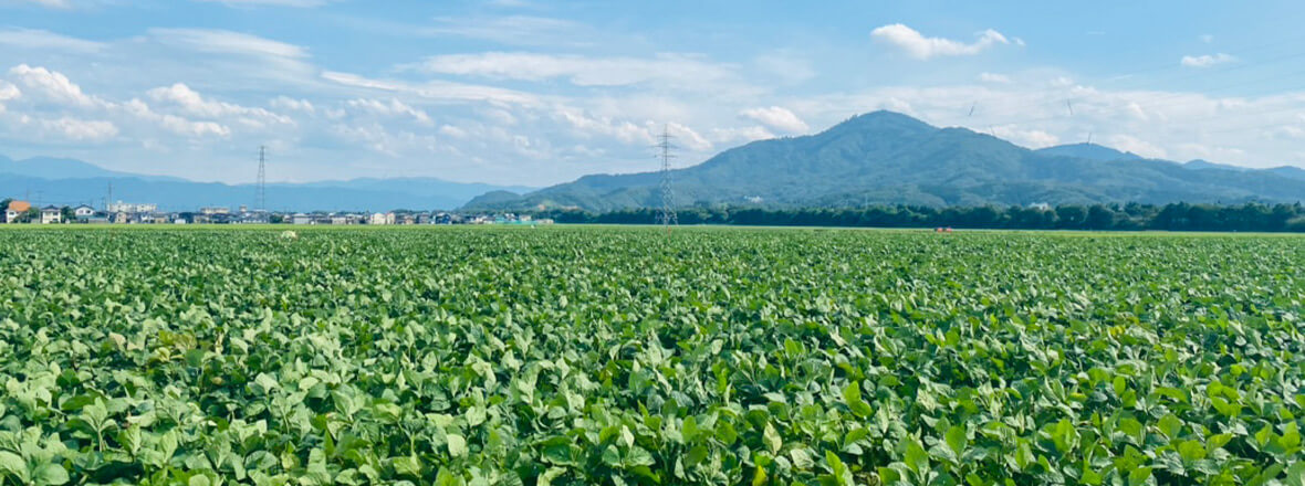 PC用鶴岡産特選画像