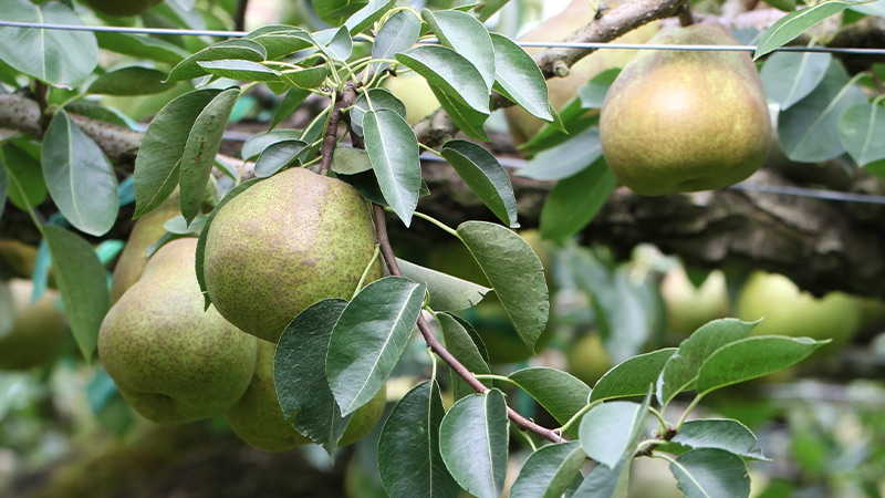 洋梨のイメージ