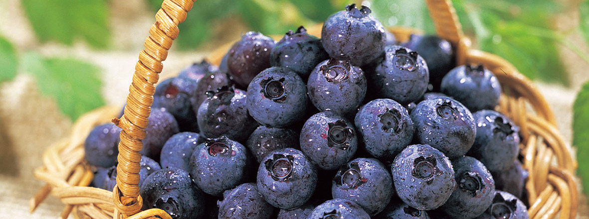 PC用ブルーベリー画像