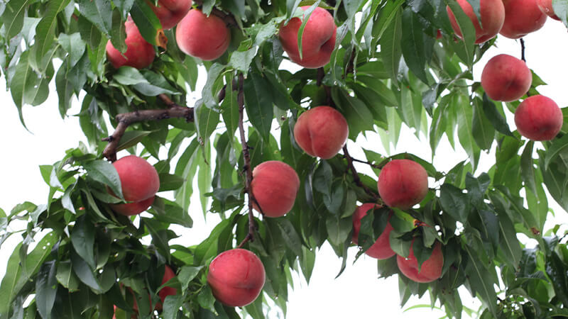 桃の木に実るモモ