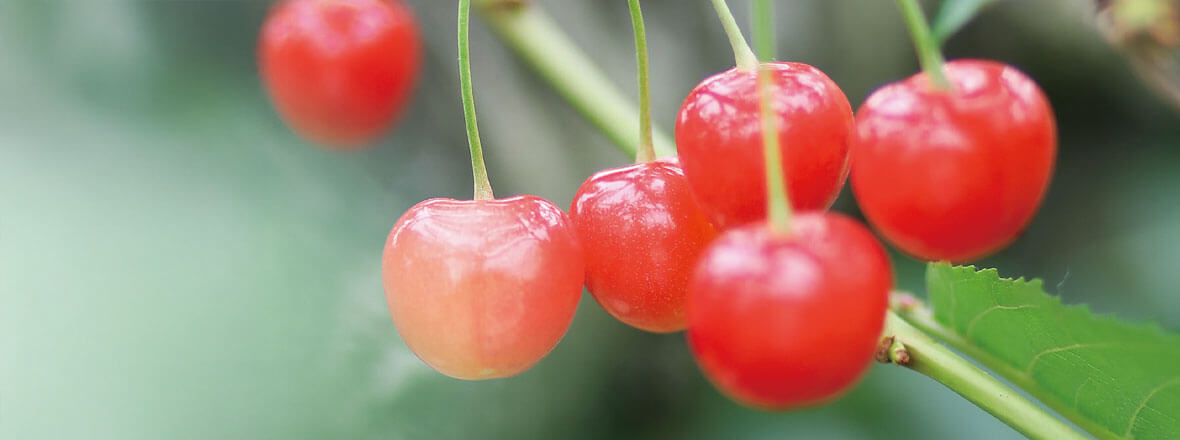 さくらんぼ号カタログPC画像1180x400