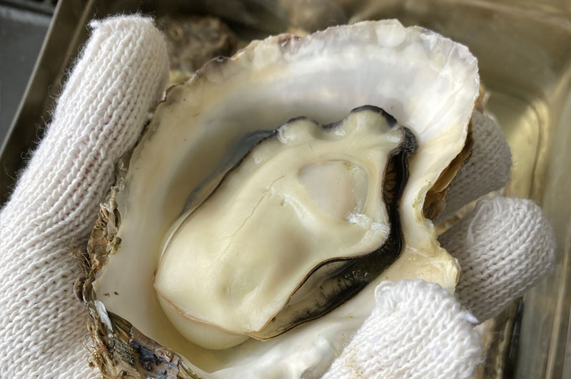 牡蠣のカンカン焼－大きさには個体差があります