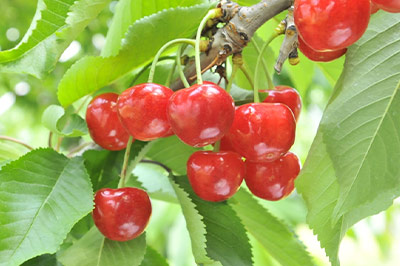 さくらんぼマドレーヌ＿さくらんぼ画像