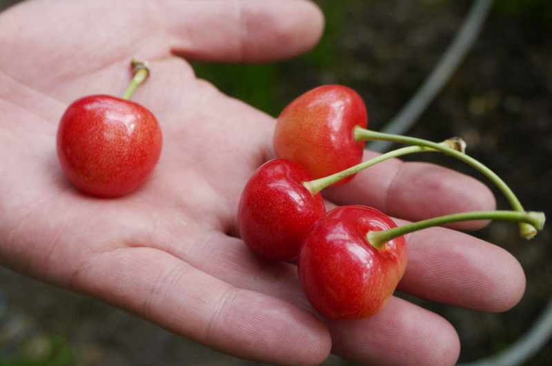 チェリーボンボン イメージ4