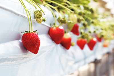 清川屋の春いちご_鈴木農園