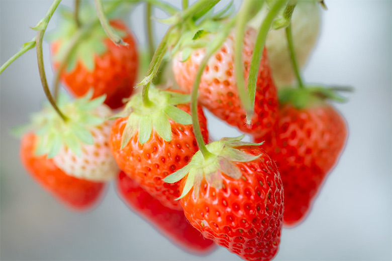 おおくまベリー