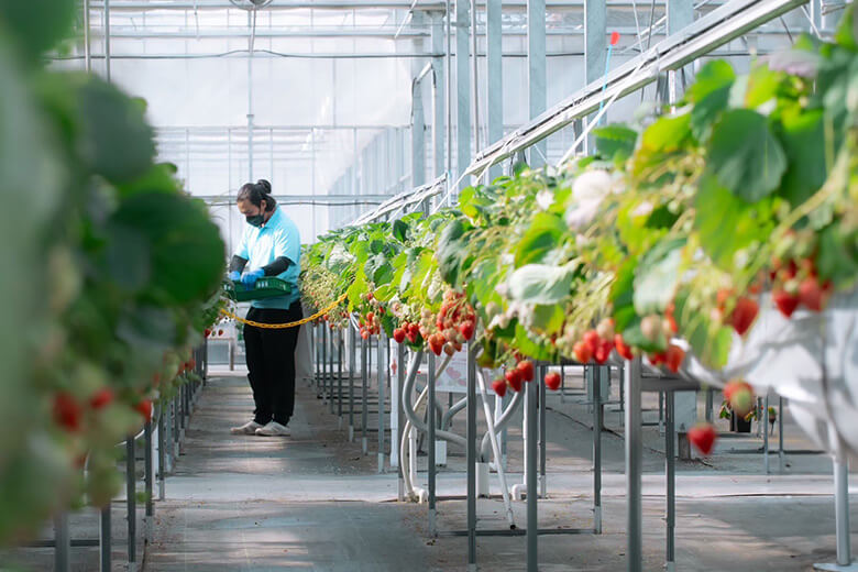 おおくまベリーの栽培風景
