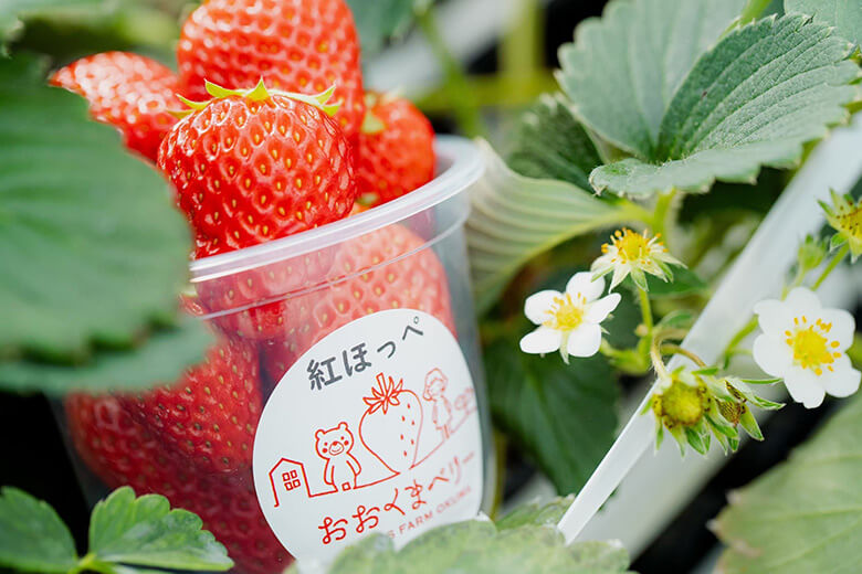 おおくまベリー