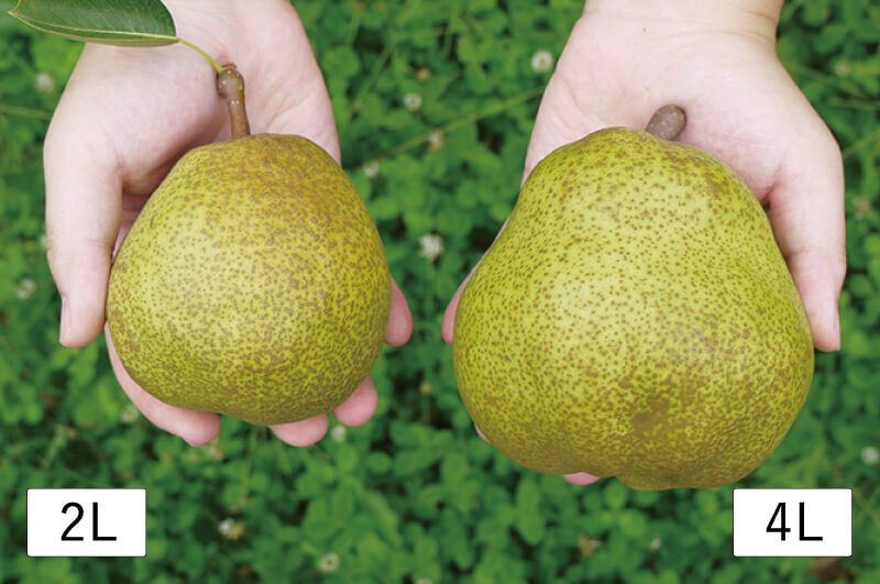 左が2L、右が4Lサイズのラフランス