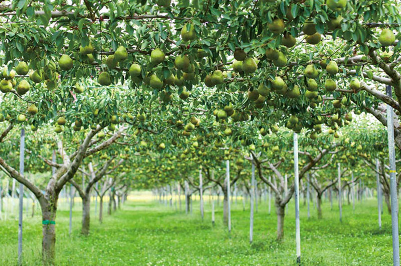清川屋の大玉ラ・フランス_平棚仕立て栽培