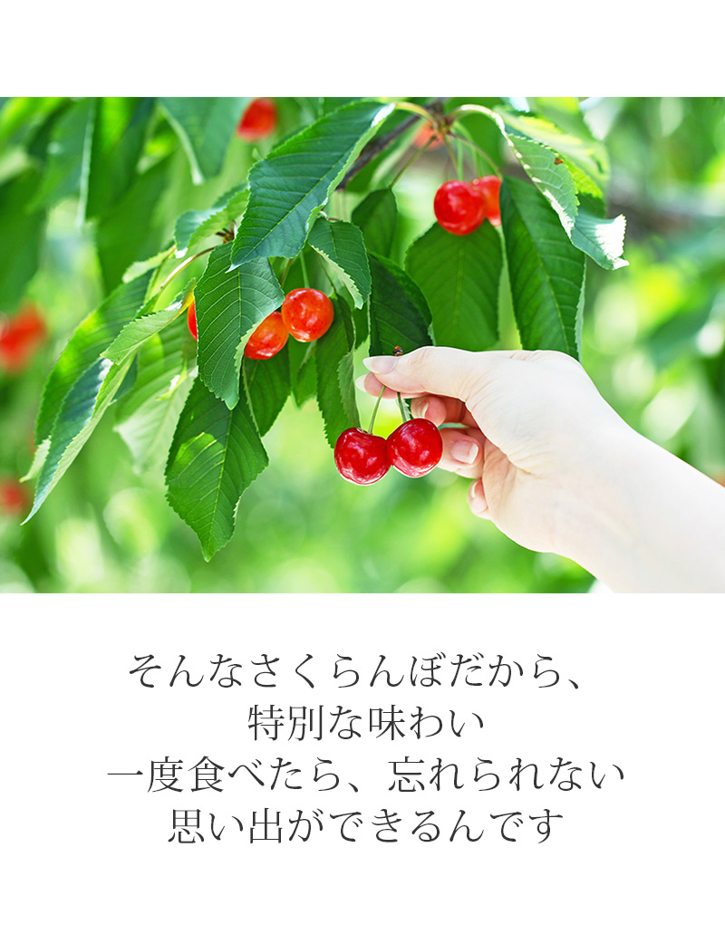 さくらんぼLP