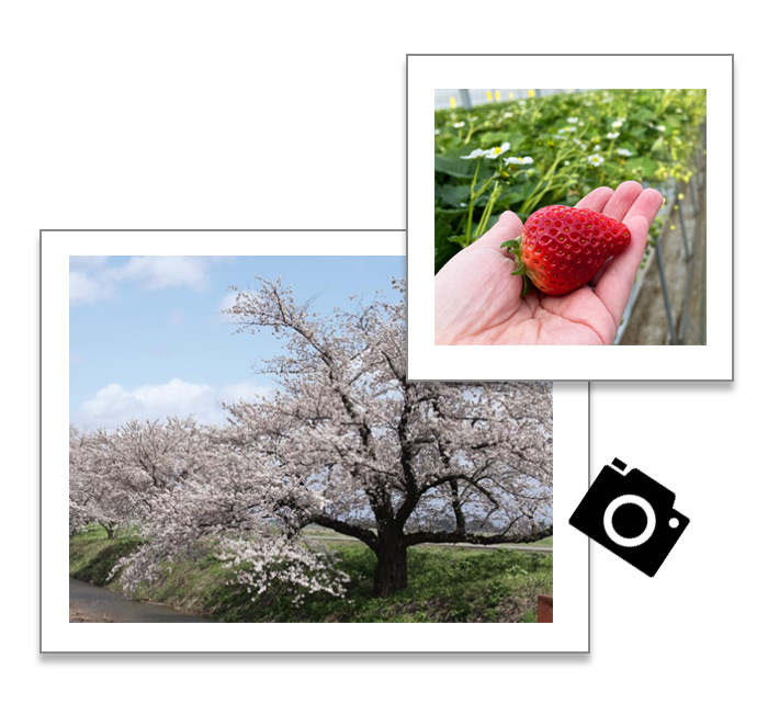 ブログ　いちご取材と花見スポット