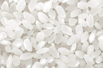 亀の尾純米大吟醸原酒_亀の尾イメージ