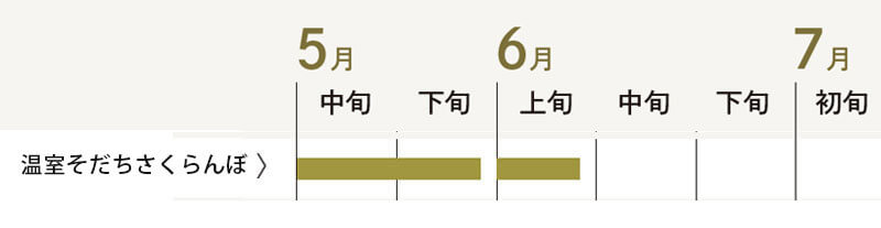 さくらんぼのお届け時期　温室そだち